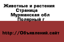  Животные и растения - Страница 21 . Мурманская обл.,Полярный г.